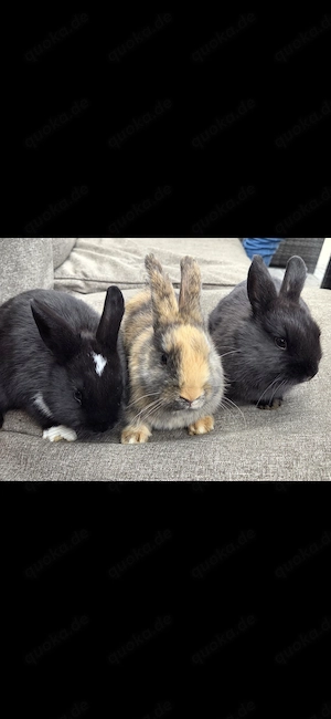 Süße Zwergkaninchen Rammler