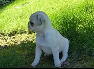 Altdeutsche Mops Welpen frei atmend, mit Stammbaum