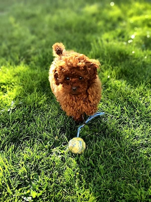 zwergpudel -Toy Pudel.