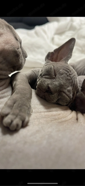 sphynx kitten noch ein kater frei  Bild 10