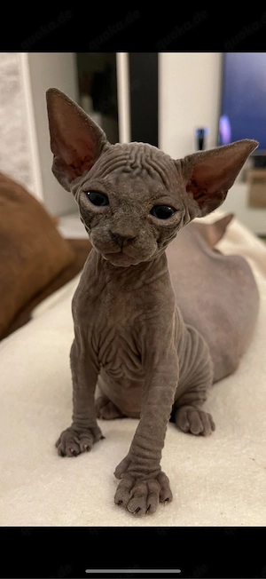 sphynx kitten noch ein kater frei  Bild 9