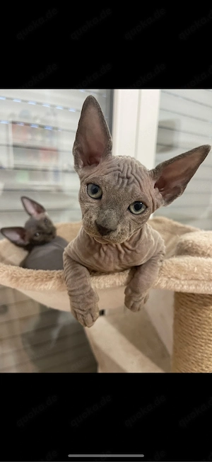 sphynx kitten noch ein kater frei  Bild 8