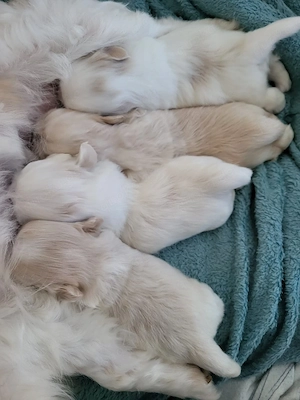 Reinrassige Mini Pekinesewelpen!!!