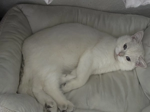 Wunderschöner BKH blaue Augen-white mit Papieren abzugeben