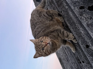 Kätzchen Wurf Mai 2026