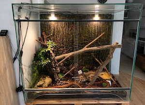 3 Kornnattern + großes Terrarium & Zubehör   zu verschenken (Umzug)