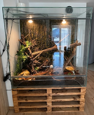 3 Kornnattern + großes Terrarium & Zubehör   zu verschenken (Umzug)