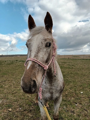 Liebe zuverlässige Appaloosa Stute 