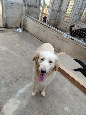 Lieber Mischlingsrüde Elmo sehnt sich nach Streicheleinheiten