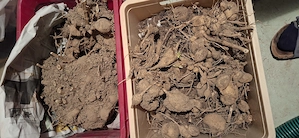 Dahlienknollen zu verschenken