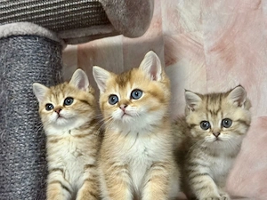 Reinrassige BKH Kitten 