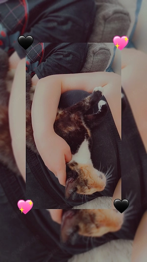 Katzendamen abzugeben