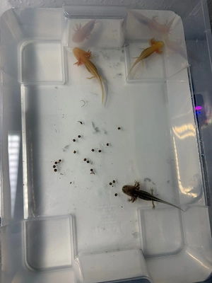 Axolotl Jungtiere