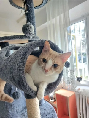 Stephan Freundlicher Kater sucht harmonische Familie