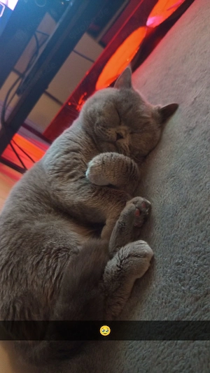 BKH Kater sucht liebevolles Zuhause 