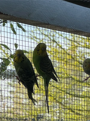 Wellensittiche Handgewohnt