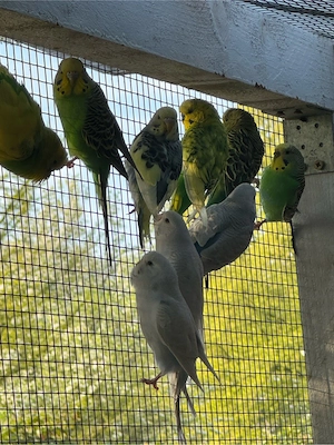 Nestjunge Wellensittich Handgewohnt