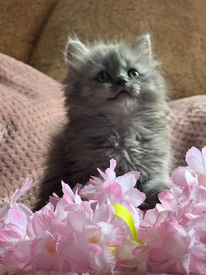 Zwei wunderschöne Katzenmädchen suchen ein neues Zuhause   