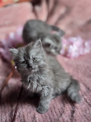 Zwei wunderschöne Katzenmädchen suchen ein neues Zuhause   