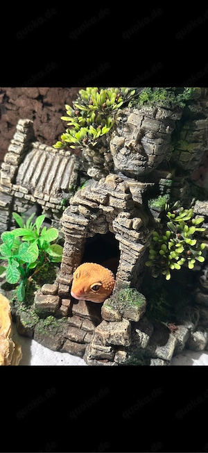 Suche Leopardgecko (orange   Tangerine)  