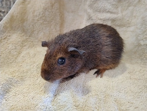 Meerschweinchen Glatthaar Weibchen 