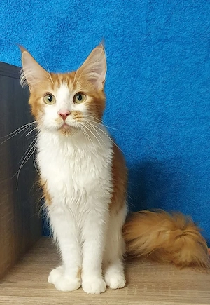 Maine-Coon-Katerchen