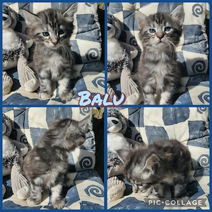 Süße Cashmere Bengal x Maine Coon Babies 