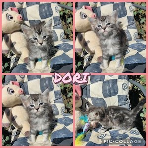 Sofatiger Cashmere Bengal x Maine Coon 