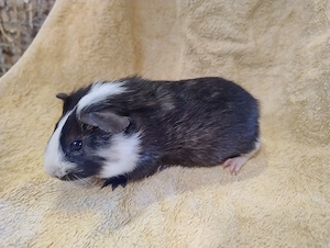 Meerschweinchen Glatthaar Weibchen 