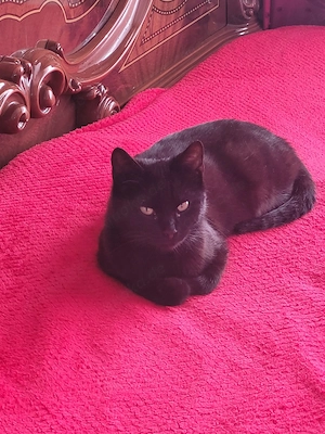 Rosi sucht tolles Zuhause mit Freigang