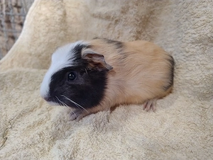 Meerschweinchen Glatthaar Männchen Bock Böcke Jungtiere 