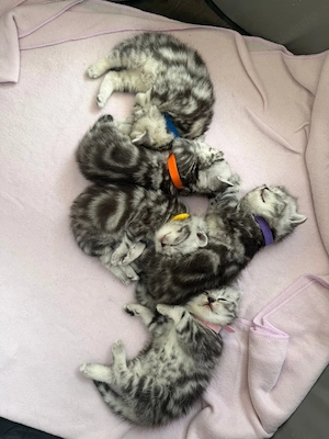     BKH Bärchen suchen ein liebevolles Zuhause