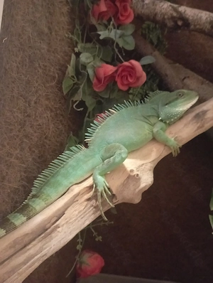 Wasseragame männlich 