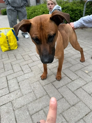 hallo ich bin Carlo, 