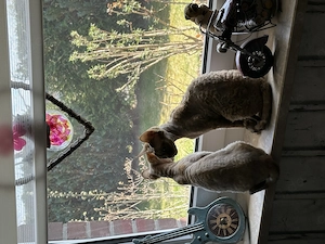 Unsere Lieblinge suchen ein schönes neues zu Hause   