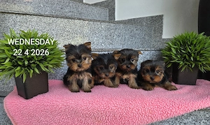 Yorkshire Terrier welpen   Chip