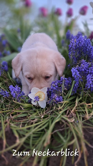  Labrador Retriever Welpen in der Farbe chocolate und blond vom Züchter  Bild 9