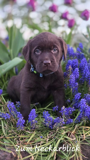  Labrador Retriever Welpen in der Farbe chocolate und blond vom Züchter  Bild 5