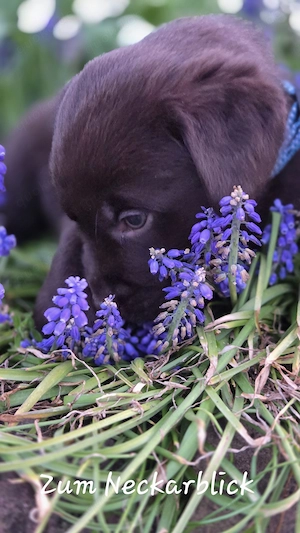  Labrador Retriever Welpen in der Farbe chocolate und blond vom Züchter  Bild 3
