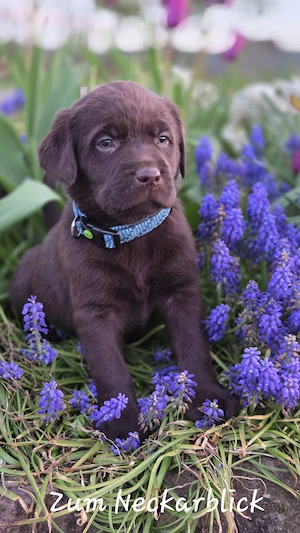 Labrador Retriever Welpen in der Farbe chocolate und blond vom Züchter  Bild 7