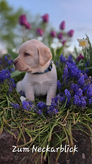  Labrador Retriever Welpen in der Farbe chocolate und blond vom Züchter  Bild 4