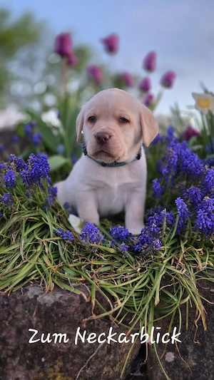  Labrador Retriever Welpen in der Farbe chocolate und blond vom Züchter  Bild 10