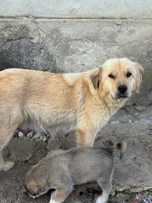 Liebenswerte ruhige Mabel sucht entspanntes Zuhause