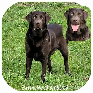  Labrador Retriever Welpen in der Farbe chocolate und blond vom Züchter  Bild 6