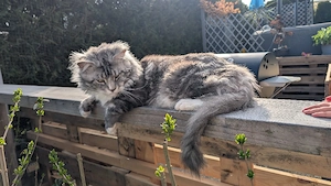 Kater Shadow 3Jahre unkastiert 