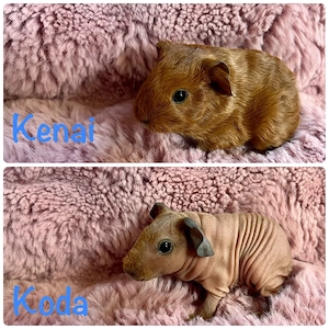 Skinny Skinnyträger Nacktmeerschweinchen