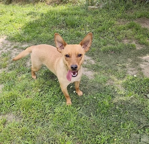 Barack , PS in Ungarn, entwickelt sich zu einem typischen Junghund. 