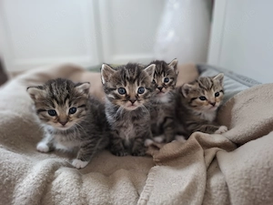 Katzenbabys 2 Stück abzugeben 