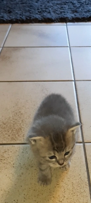 Bkh Kitten suchen ab Ende Mai 