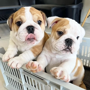 Reinrassige französische Bulldoggenwelpen